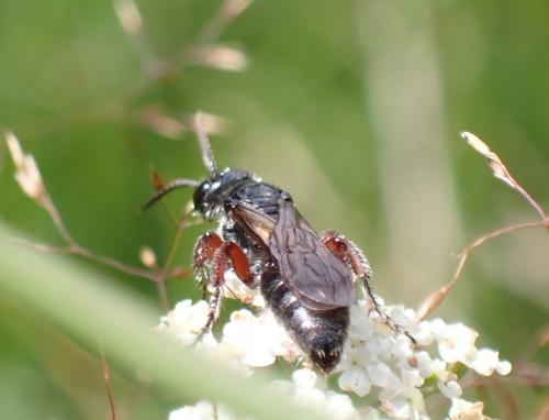 Tiphia femorata